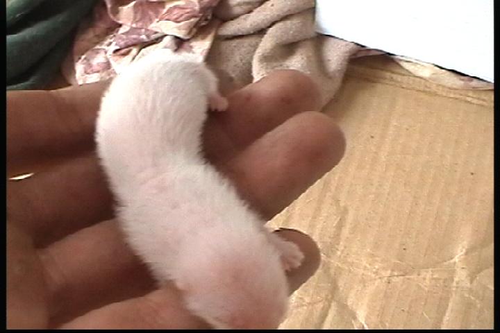 ferret%20baby.jpg